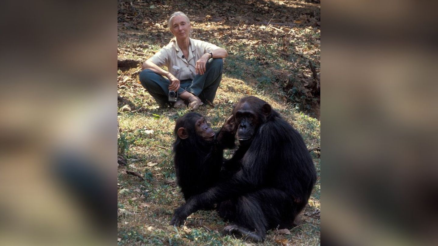 Jane Goodall: Researcher died of cardiac arrest