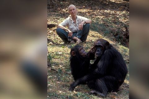 Jane Goodall starb im Alter von 91 Jahren.