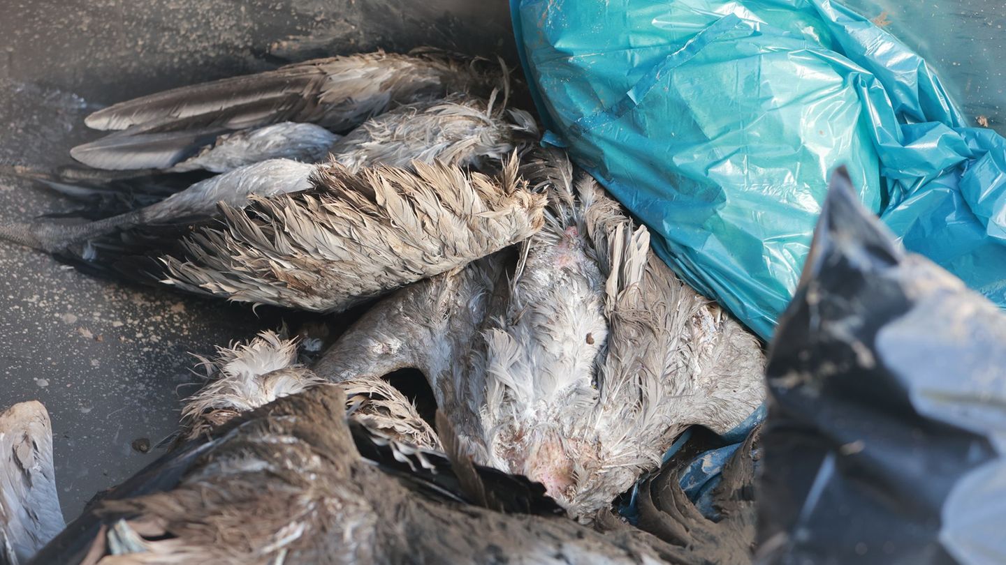 Derzeit werden in etlichen Regionen tote Kraniche gefunden. Foto: Matthias Bein/dpa