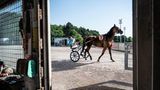Pferd und Fahrer auf dem Weg ins Oval. Die Mitteldistanz geht über 2200 Meter 