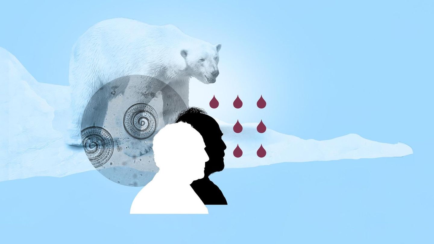 Illustration Muskelschmerzen und Fieber: zwei Männerköpfe und ein Eisbär Illustration Muskelschmerzen und Fieber: zwei Männerköpfe und ein Eisbär