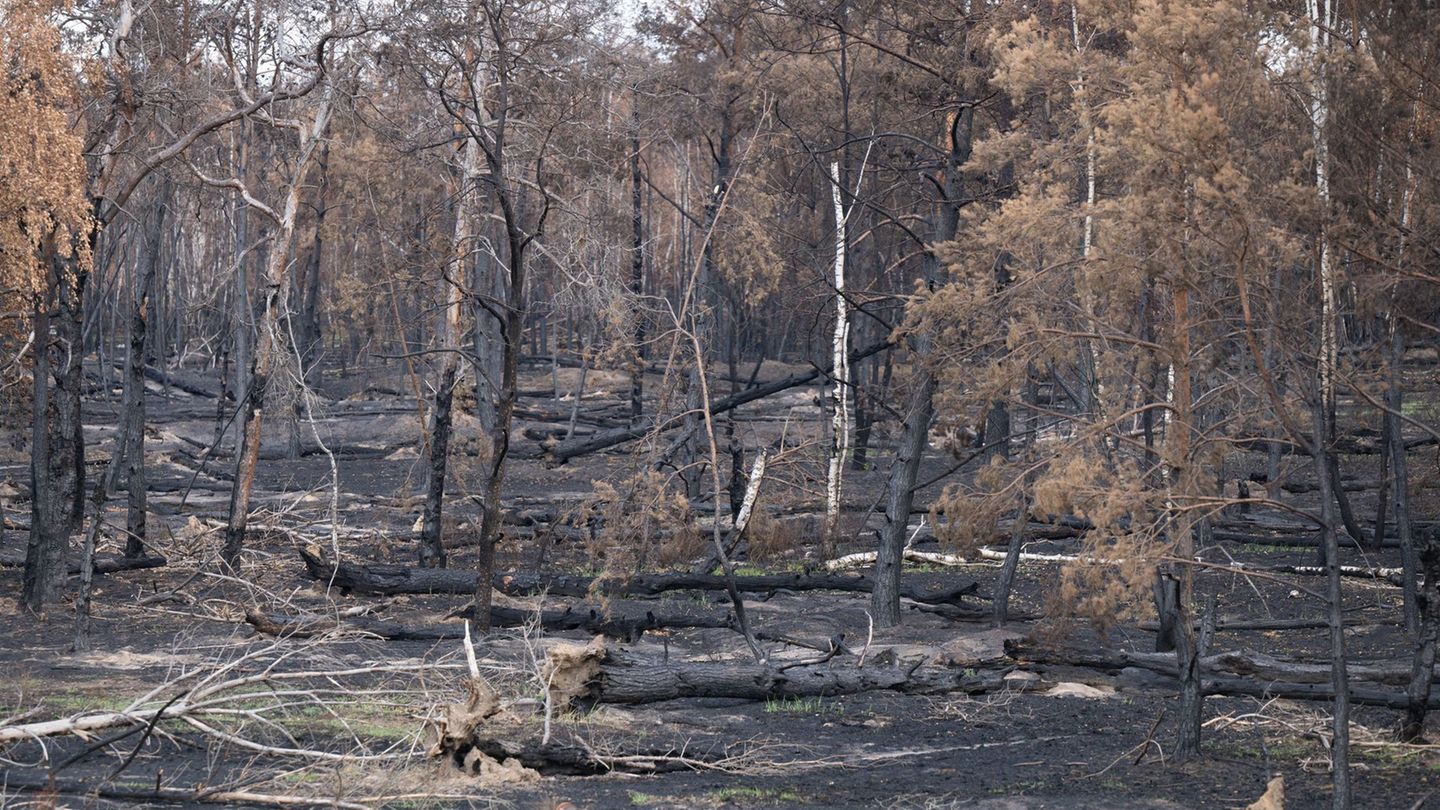 Der Waldbrand in der Gohrischheide zerstörte weite Fläche des Naturschutzgebiets. (Archivbild) Foto: Sebastian Kahnert/dpa