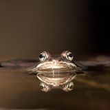 Tiere und Kälte: Waldfrosch im Wasser