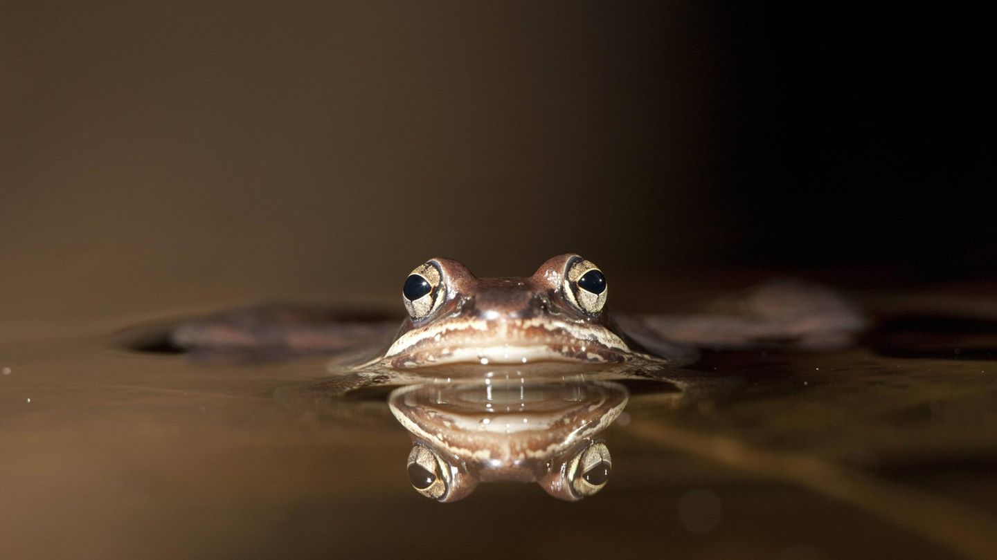 Kaltes Herz Tiere und Kälte: Waldfrosch im Wasser