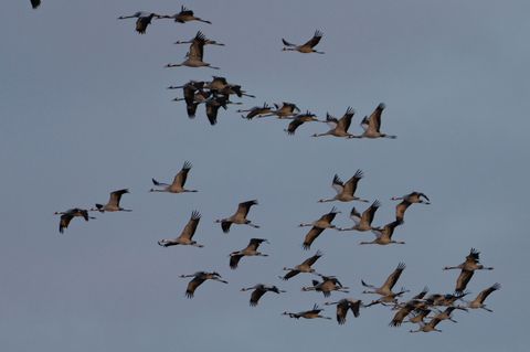 An den Linumer Teichen rasten jedes Jahr tausende Kraniche. Einige hundert Vögel starben nach dem Ausbruch der für Tiere hoch an