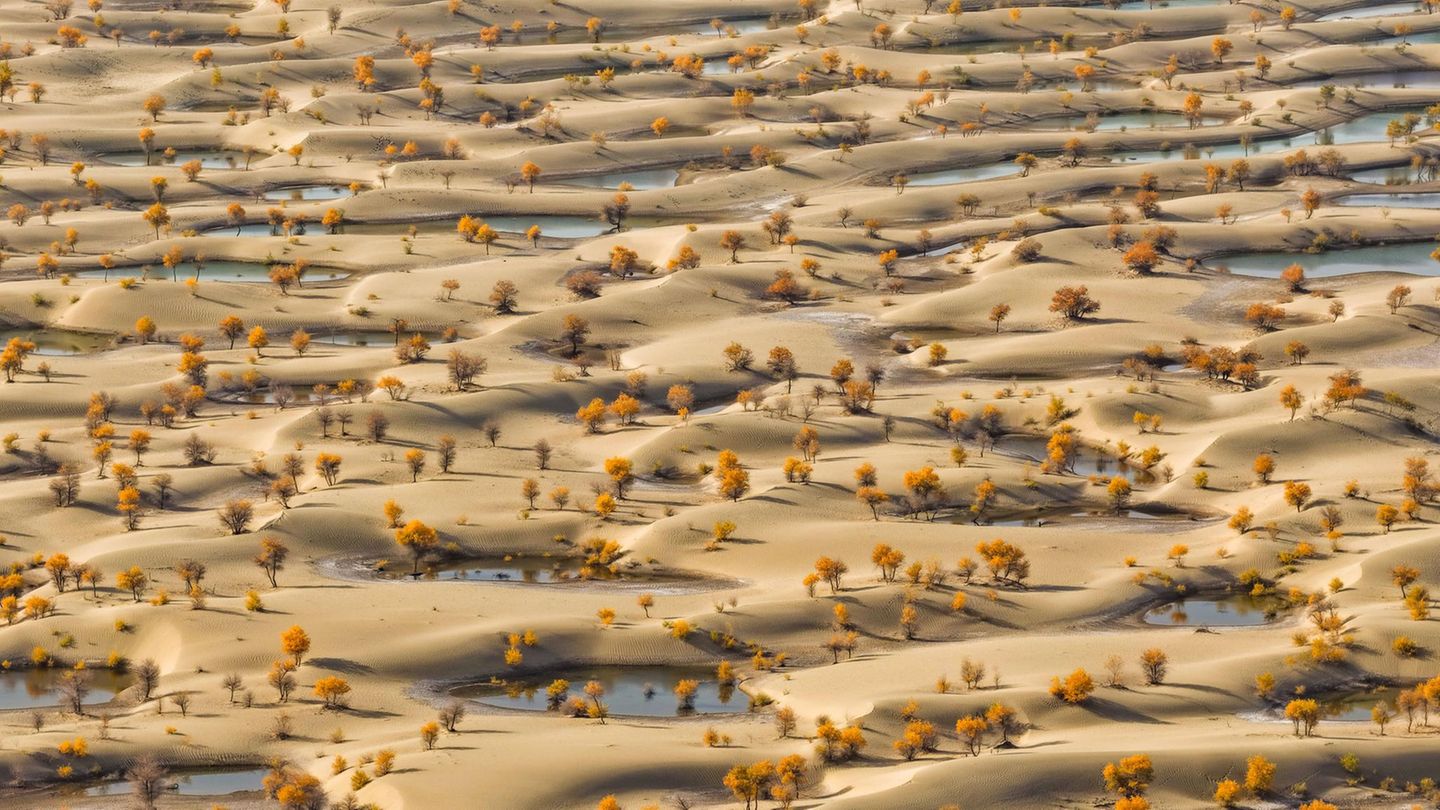 21. Oktober: Ungewöhnlicher Wald Hotan, China. Wenn wir an Wälder denken, dann vermutlich an saftige, grüne Blätter und dichte Baumdächer. In der chinesischen Provinz Hotan aber sieht ein Forst etwas anders aus. Hier wachsen Euphrat-Pappeln. So unspektakulär sie aus der Ferne aussehen, so einzigartig sind die Bäume. Sie sind salzresistent und können sogar in großen Höhen von bis zu 2400 Metern gedeihen