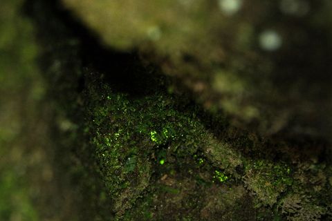 Leuchtmoos erzeugt für sich selbst das für die Photosynthese erforderliche Licht. Foto: Hartmut Landgraf/Nationalparkverwaltung