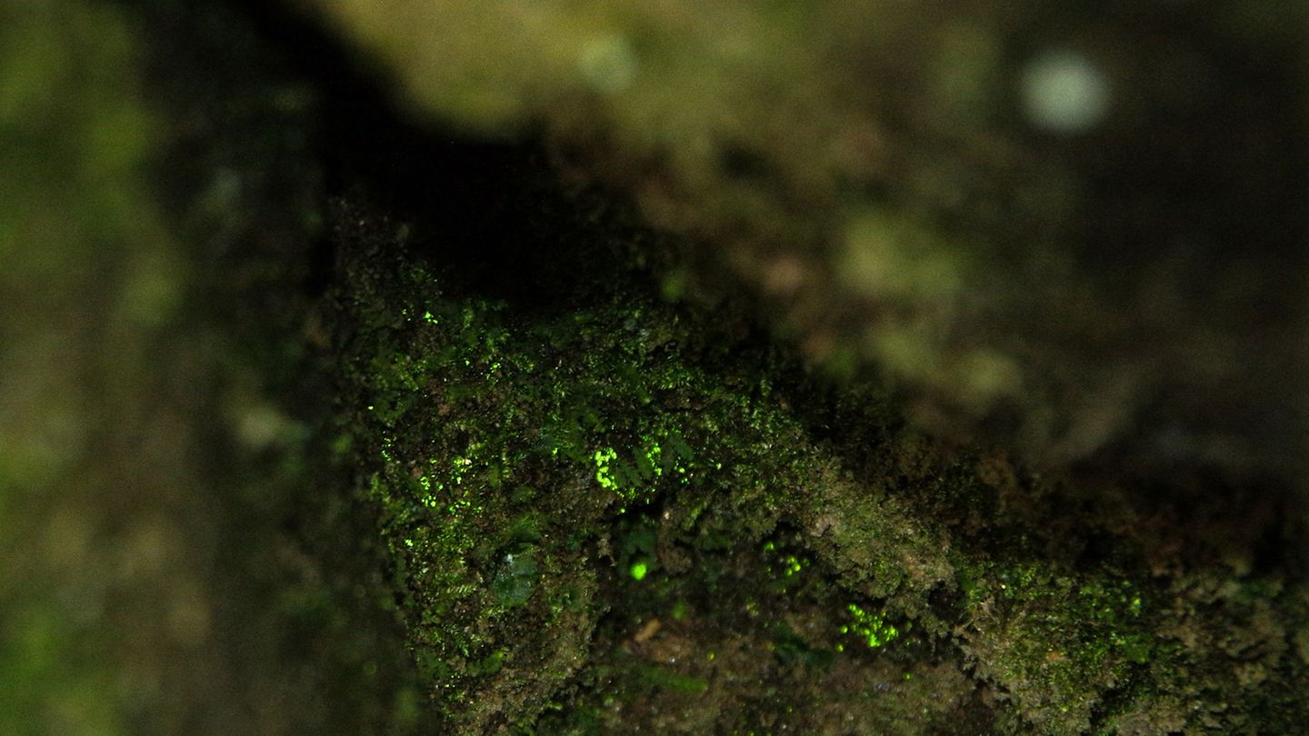 Leuchtmoos erzeugt für sich selbst das für die Photosynthese erforderliche Licht. Foto: Hartmut Landgraf/Nationalparkverwaltung