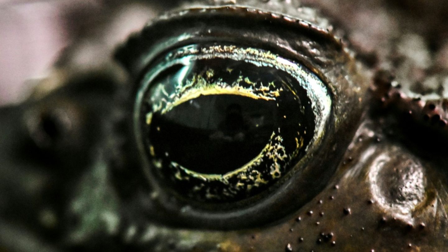 Auge von Agakröte