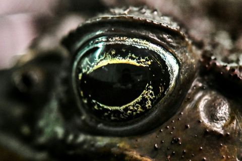 Auge von Agakröte
