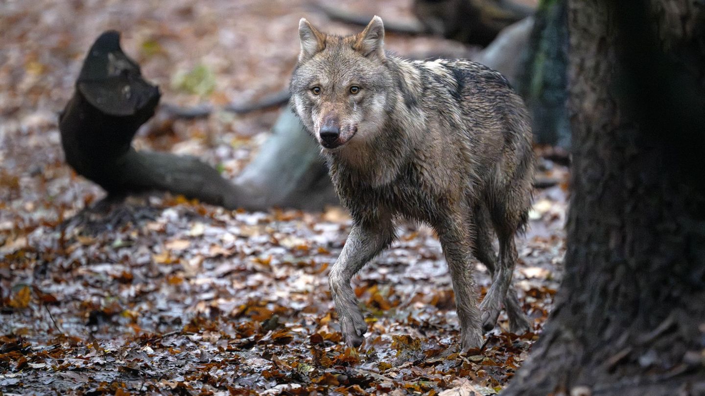 In Niedersachsen lebten zuletzt nach Angaben der Landesjägerschaft 59 Wolfsrudel. (Archivbild) Foto: Sina Schuldt/dpa