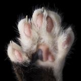 Katzenpfote