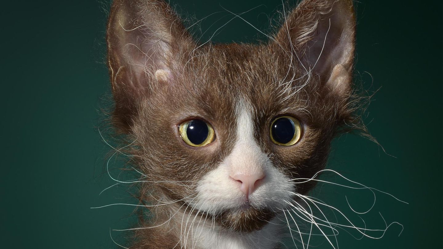 LaPerm-Katze