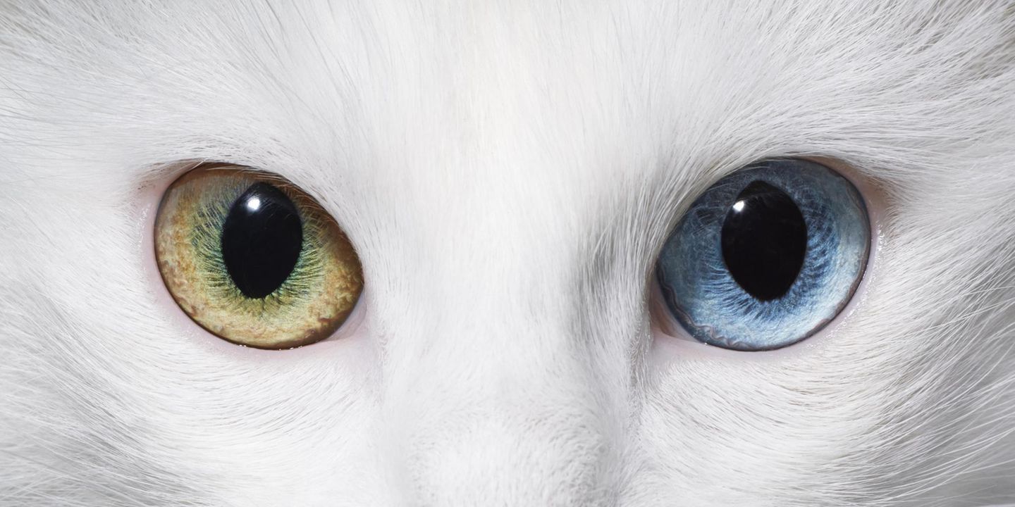 Blaues Auge, taubes Ohr Türkisch Angora Katze