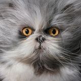 Bei der seltenen Hypertrichose wachsen Katzenhaare unkontrolliert – oft samt Krallenverdickung