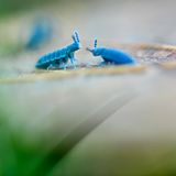 Zwei Riesenspringschwänze