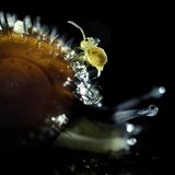 Springschwanz auf Schnecke