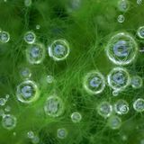 Schwarzer Wasserspringer