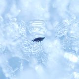 Springschwanz im Eis