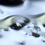 Springschwanz auf Schmelzwasser