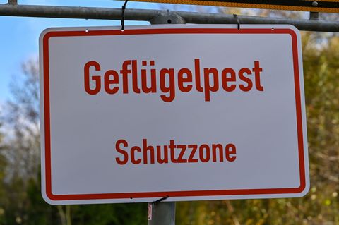 Die Geflügelpest hat sich auch in Brandenburg ausgebreitet. Bei einem Ausbruch müssen eine Schutz- und eine Überwachungszone aus