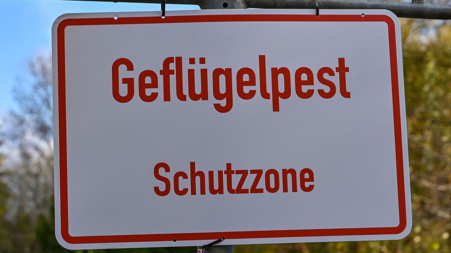 Die Geflügelpest hat sich auch in Brandenburg ausgebreitet. Bei einem Ausbruch müssen eine Schutz- und eine Überwachungszone aus