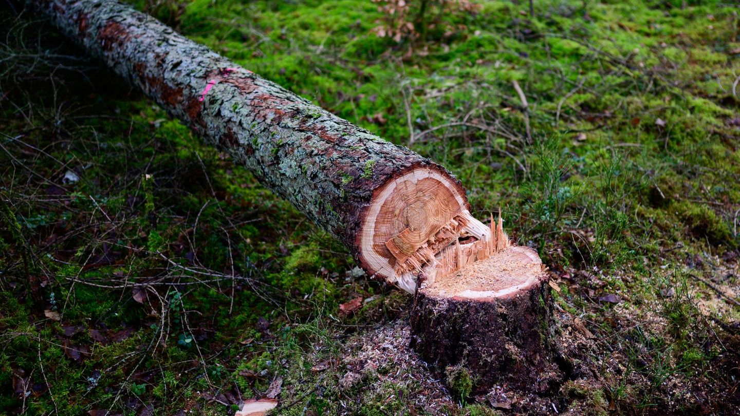 Environmental protection: EU Commission wants to weaken planned forest protection law
