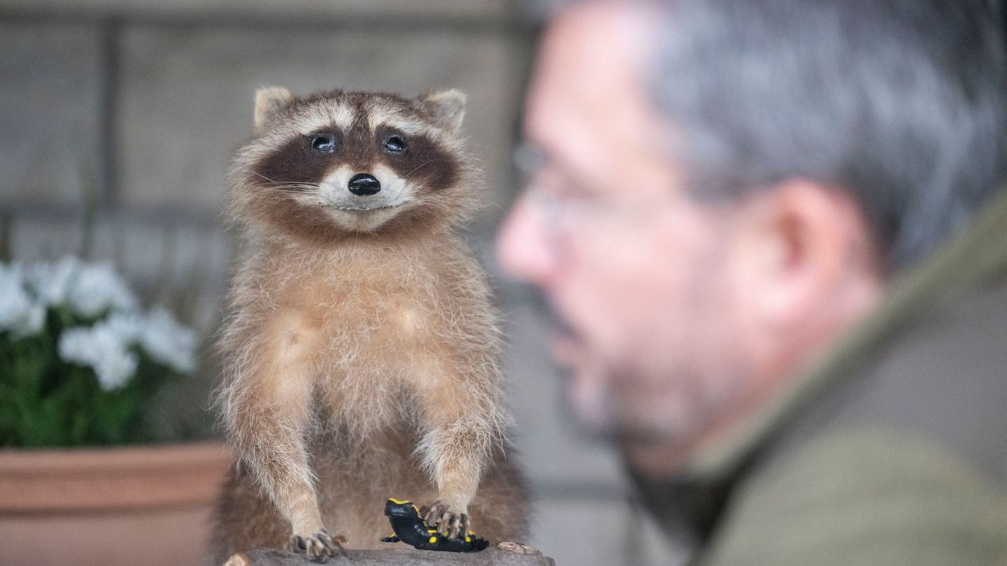 Hin und wieder muss auch Wildtierschützer Thomas Müller lächeln, wenn er einen Waschbären sieht. Foto: Marijan Murat/dpa