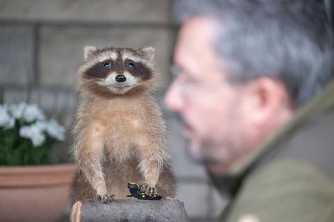 Hin und wieder muss auch Wildtierschützer Thomas Müller lächeln, wenn er einen Waschbären sieht. Foto: Marijan Murat/dpa