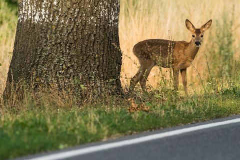 Allein im vergangenen Jagdjahr starben knapp 25.000 Rehe nur auf den Straßen von NRW. (Symbolbild) Foto: Patrick Pleul/dpa