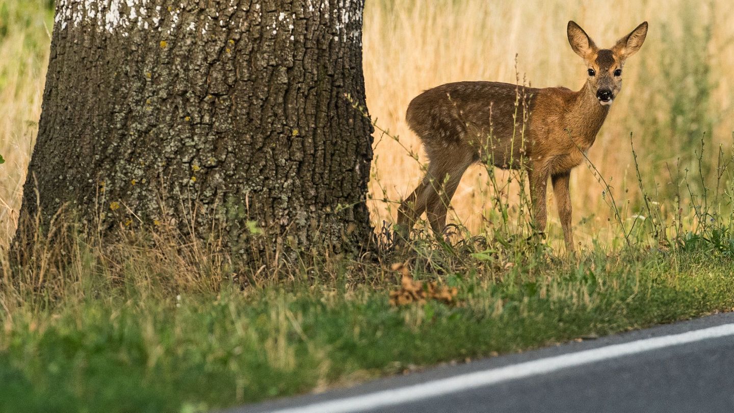 Allein im vergangenen Jagdjahr starben knapp 25.000 Rehe nur auf den Straßen von NRW. (Symbolbild) Foto: Patrick Pleul/dpa