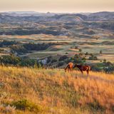 Tierliebhaber sollten einen Abstecher in den Theodore Roosevelt National Park in den USA machen. Auf einer Fläche von 70.000 Hektar weiden Pferde und Bisons. Auch Präriehunde lassen sich zwischen Canyons und Wiesen blicken. Bucher können eine historische Ranch besuchen und in dem Nationalpark campen
