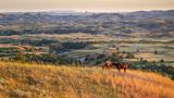 Tierliebhaber sollten einen Abstecher in den Theodore Roosevelt National Park in den USA machen. Auf einer Fläche von 70.000 Hektar weiden Pferde und Bisons. Auch Präriehunde lassen sich zwischen Canyons und Wiesen blicken. Bucher können eine historische Ranch besuchen und in dem Nationalpark campen