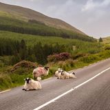 Malerische Landschaften mit sanften Hügeln: Das ist Irland. Dort begeistern das Tal Glen of Aherlow und die Galtee Mountains. Zu den historischen Sehenswürdigkeiten zählen der Rock of Cashel und die Mitchelstown-Höhle. Abendliches Programm gibt es in den kuscheligen Pubs