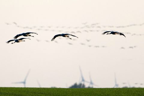 Kraniche in Brandenburg