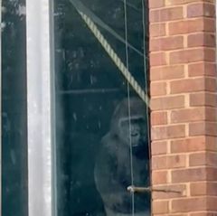 Verlassener Zoo, Gorilla im Gehege