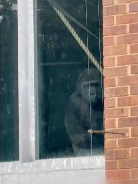 Verlassener Zoo, Gorilla im Gehege