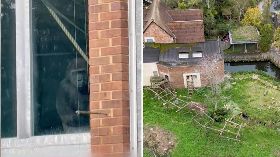 Tierschützer steigen in verlassenen Zoo ein – und finden Gorillas Verlassener Zoo, Gorilla im Gehege