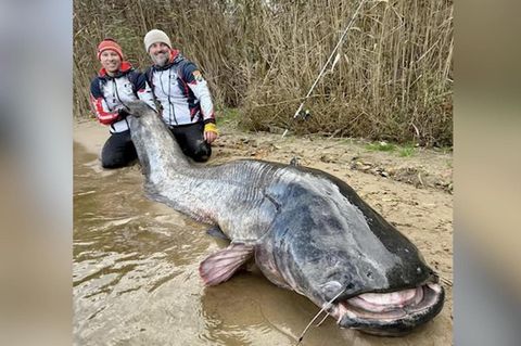 XXL-Wels