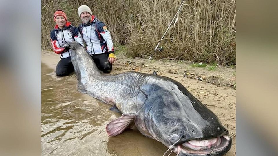 Weltrekord für XXL-Wels: Angler machen gigantischen Fang XXL-Wels