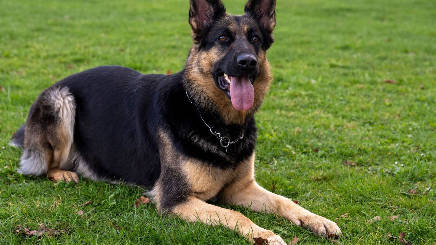 Der Schäferhund war laut Polizei dreieinhalb Jahre alt. (Symbolbild) Foto: Stefan Puchner/dpa