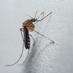 Die Stechmückenart Culiseta annulata ist vor allem in Nordeuropa verbreitet