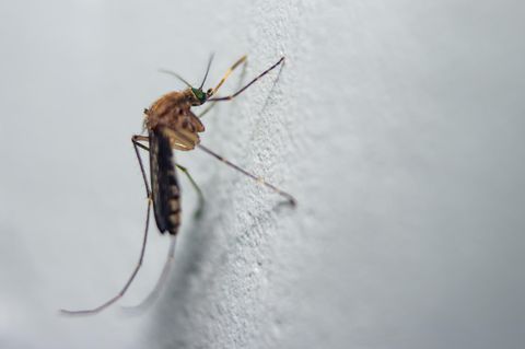 Die Stechmückenart Culiseta annulata ist vor allem in Nordeuropa verbreitet