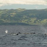 Wer einmal in den endlosen Weiten der See die Fontänen der Wale erblickt hat, oder die aus den Wellen emporschnellenden Delphine wird das nie vergessen. Und nur an wenigen Flecken in Europa lassen sich die Meeressäuger so zuverlässig beobachten, wie vor der Küste der portugiesischen Azoren