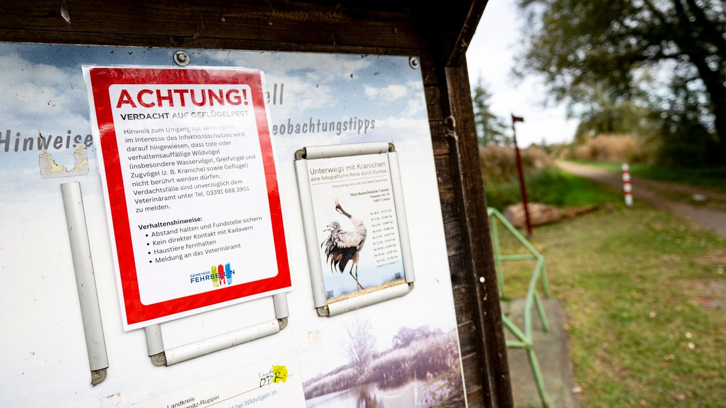 An der Vogelgrippe sind bereits viele Kraniche an den Linumer Teichen in Brandenburg gestorben. Foto: Fabian Sommer/dpa
