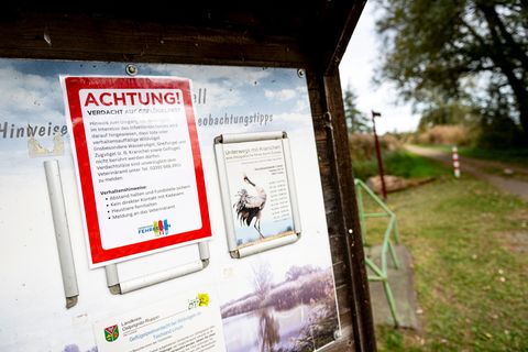 An der Vogelgrippe sind bereits viele Kraniche an den Linumer Teichen in Brandenburg gestorben. Foto: Fabian Sommer/dpa