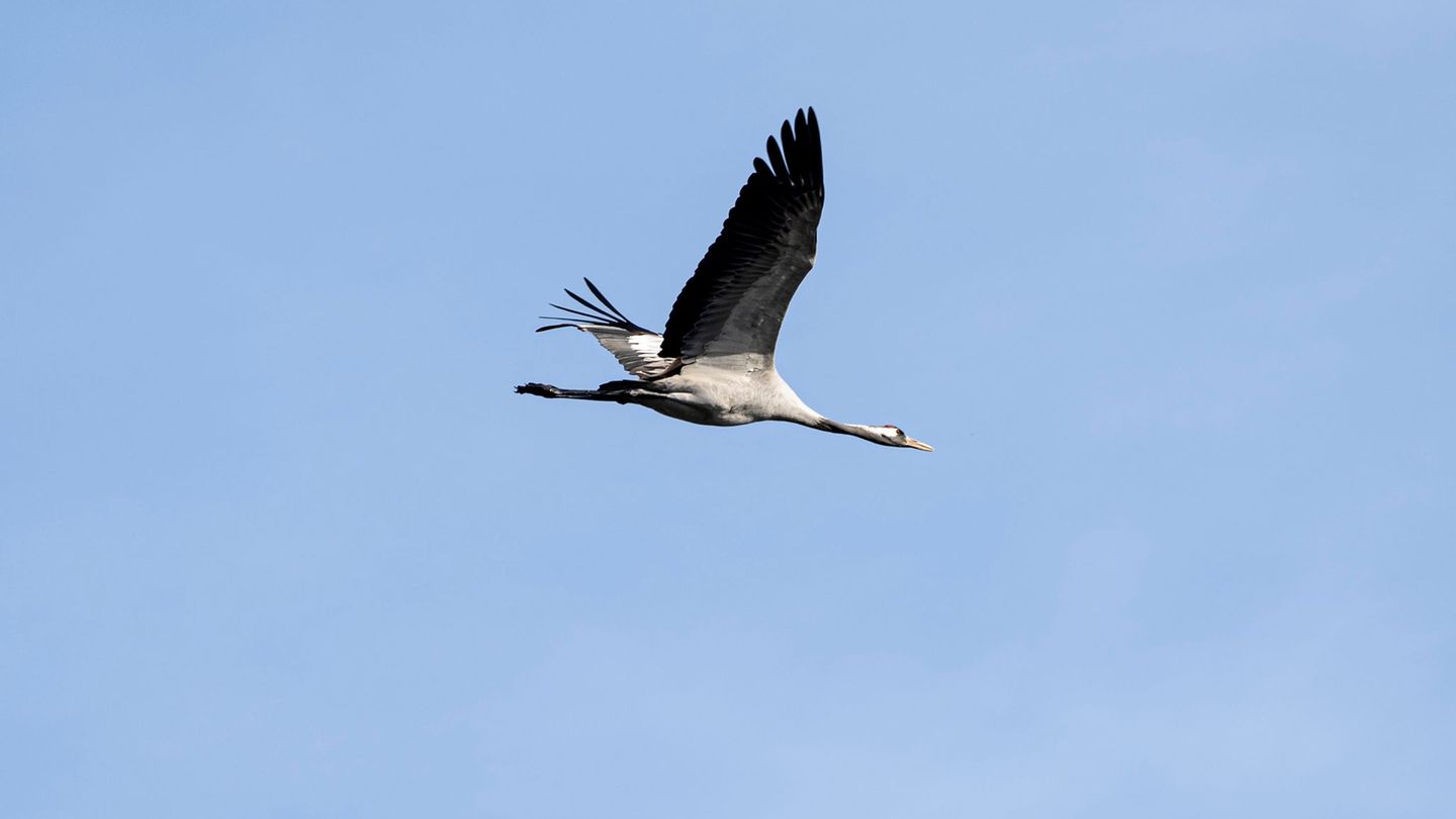 Das Risiko der Vogelgrippe gibt es auch in Hessen. (Archivbild) Foto: Fabian Sommer/dpa