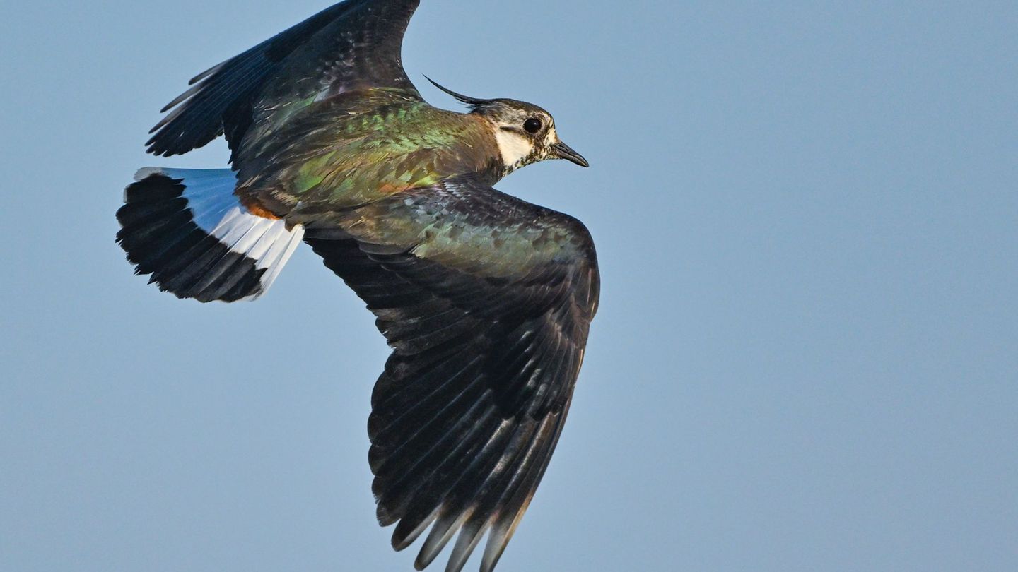 Der Kiebitz zählt zu den bedrohten Vogelarten. Auf einer Konferenz in Dresden soll am Donnerstag über Wege gegen das Artensterbe