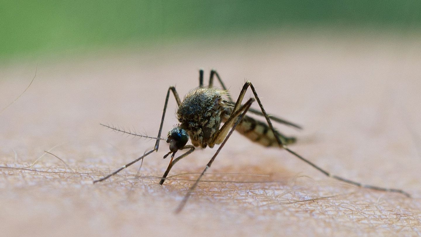 Durch einen Mückenstich soll sich ein Mann im Landkreis Aschaffenburg mit dem West-Nil-Virus angesteckt haben. (Symbolbild) Foto