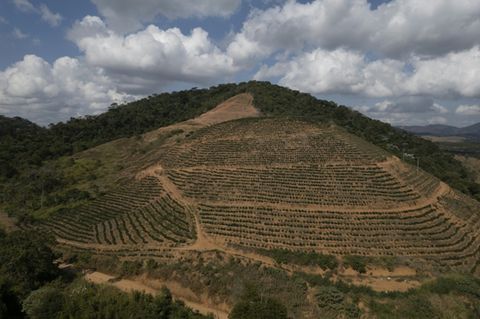 Kaffeeanbau in Brasilien